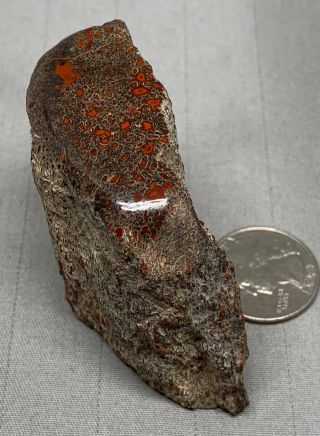 Polished Gem Dinosaur Bone - Colorado/utah 138g