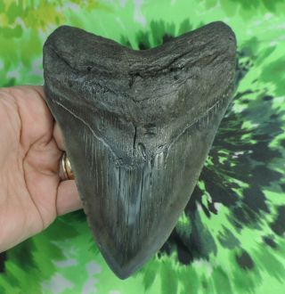 Megalodon Sharks Tooth 6  Inch Fossil Sharks Teeth Tooth