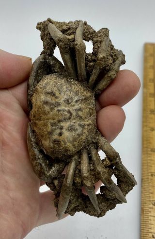 Crab Fossil Xantho (lophoxanthus) Scaberrimus W.  Java Bodjong Form.  C5