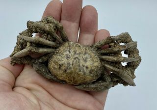 Crab Fossil Xantho (lophoxanthus) Scaberrimus W.  Java Bodjong Form.  Cr7