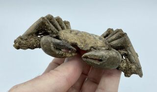 CRAB FOSSIL Xantho (Lophoxanthus) scaberrimus W.  Java Bodjong Form.  CR7 2