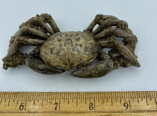 CRAB FOSSIL Xantho (Lophoxanthus) scaberrimus W.  Java Bodjong Form.  CR7 3