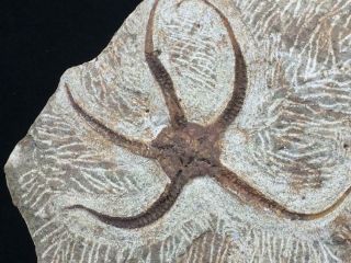 Ophiopetra Sp Starfish Fossil Mortality Plate From Morocco - Trilobite Age (s9)
