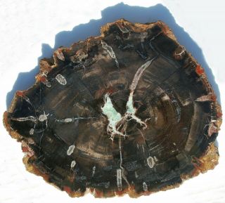 Very Large,  Polished,  Utah Petrified Wood Round; Light Green Crystal Center; Fun