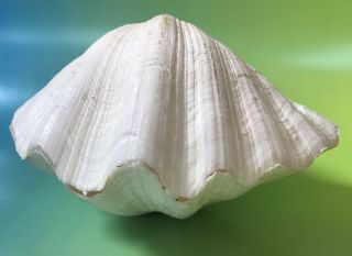 Giant Clam Seashell Matched Pair Tridacna Hippopus Whole Complete Nautical 2