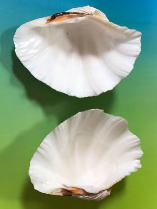 Giant Clam Seashell Matched Pair Tridacna Hippopus Whole Complete Nautical 3