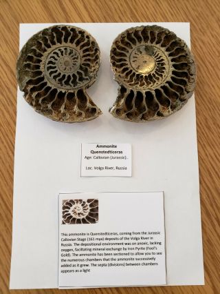 Large Ammonite Quenstedticeras (pyrite Ammonite) From Russia