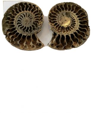 Large Ammonite Quenstedticeras (Pyrite Ammonite) from RUSSIA 2