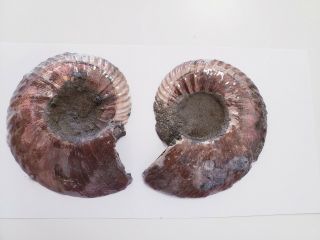 Large Ammonite Quenstedticeras (Pyrite Ammonite) from RUSSIA 3