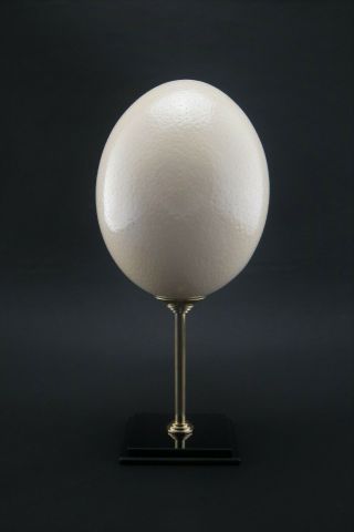 A Polished Ostrich Egg On Display Stand,  Home Decor