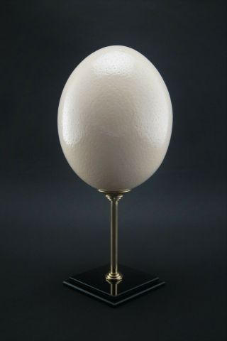 A polished ostrich egg on display stand,  home decor 2