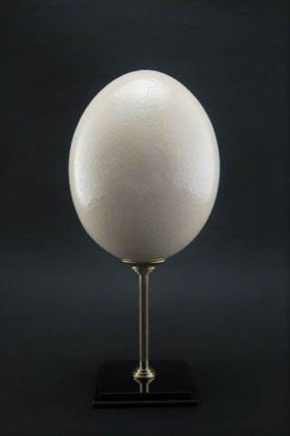 A polished ostrich egg on display stand,  home decor 3