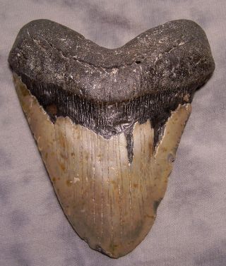 Megalodon Shark Tooth 5 3/4 " Shark Teeth Fossil Real Megalodon Jaw No Resto