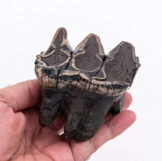 Fine,  Rooted Fossil Mastodon Tooth Florida Fossils