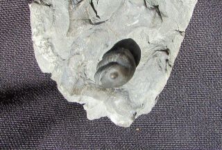 Stunning Thaleops ovata trilobite fossil 2