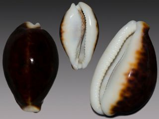 Seashell Cypraea Pantherina Funebralis Dark Pattern Fantastic 81.  1 Mm