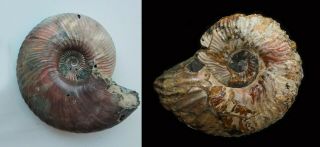 Two Fossils Ammonites Quenstedtoceras And Deshayesites From Russia