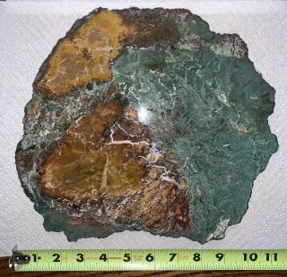 Extremely Colorful Hampton Butte,  Oregon Green Petrified Wood 10 ",  / - Round
