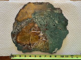 Extremely Colorful HAMPTON BUTTE,  OREGON Green Petrified Wood 10 