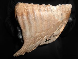 Big Fossil Tooth Of A Woolly Mammoth！museum Quality！pleistocene Age 1