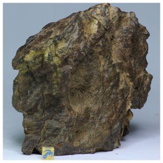 R377 - Great Huge NWA Unclassified Type L Chondrite Meteorite 1892g Cut Windowed 3