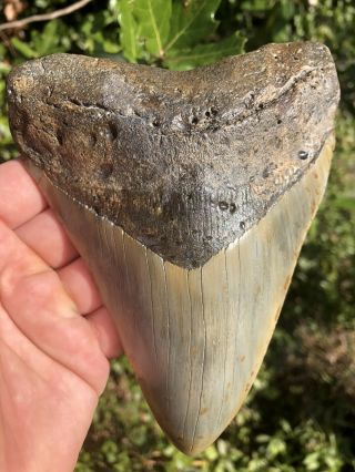 Massive 6.  01” Megalodon Tooth Fossil Shark Teeth