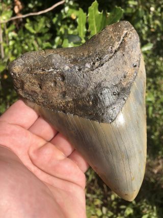 Massive 6.  01” Megalodon Tooth Fossil Shark Teeth 2