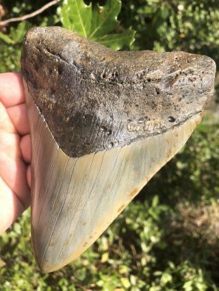 Massive 6.  01” Megalodon Tooth Fossil Shark Teeth 3