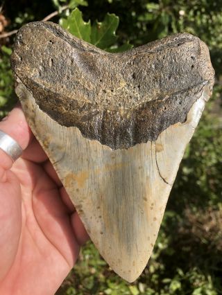 Massive 6.  01” Megalodon Tooth Fossil Shark Teeth 4