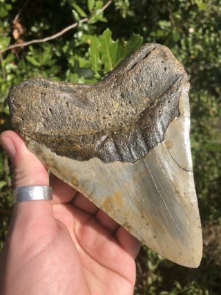 Massive 6.  01” Megalodon Tooth Fossil Shark Teeth 5