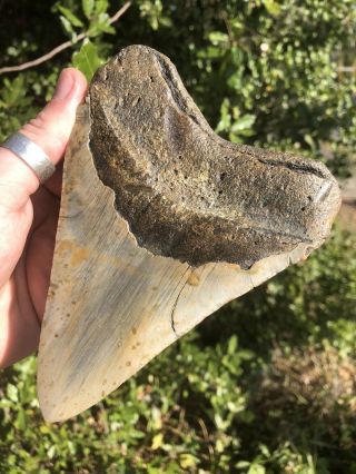 Massive 6.  01” Megalodon Tooth Fossil Shark Teeth 6