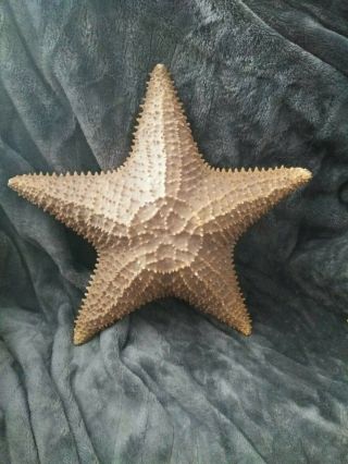 Large (13 ") Real Dried Starfish.  About 50 Years Old