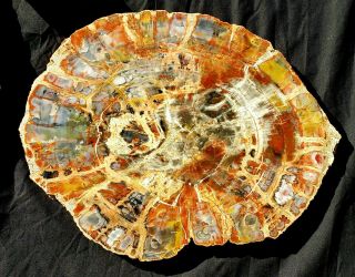 15 Inch Fossil Petrified Wood Red Rainbow Round Arizona
