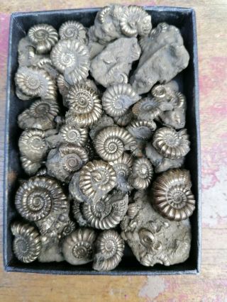 45 Quality Fossil Pyrite Ammonites,  Lyme Regis,  Jurassic Age,  Uk