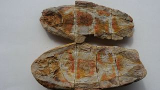 Coelacanth Fish Fossil Tree - Dimensional Trias 250 Mio Madagascar (co - 148/2688)