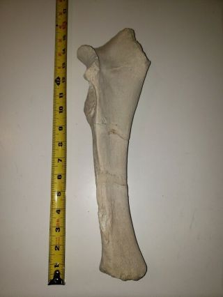 Titanothere Brontothere Large Partial Ulna From A Juvenile Or Female Animal