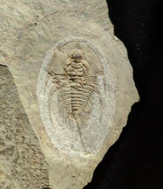 Olenellus Chiefensis Trilobite Fossil,  Cambrian Nevada,  Pioche Shale