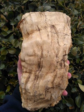 Huge Long Round Opal Petrified Wood Specimen Agate Coal Mine Basin Oregon 11lbs