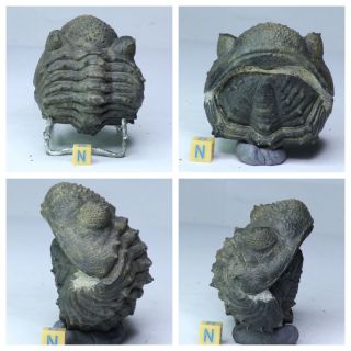 R329 - Rolled 2.  75 Inch Drotops Armatus Middle Devonian Trilobite