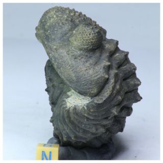 R329 - Rolled 2.  75 Inch Drotops armatus Middle Devonian Trilobite 2
