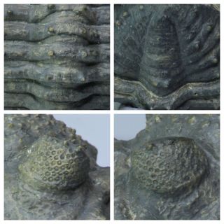 R329 - Rolled 2.  75 Inch Drotops armatus Middle Devonian Trilobite 3