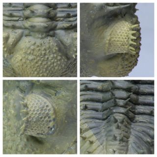 R336 - Finest Prepared 3.  54  Spiny Rolled Drotops armatus Devonian Trilobite 2