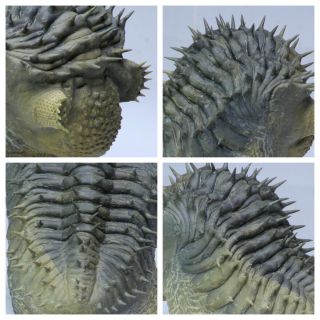 R336 - Finest Prepared 3.  54  Spiny Rolled Drotops armatus Devonian Trilobite 3