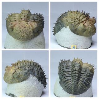 R335 - Finest Prepared Spiny 3.  93  Drotops armatus Middle Devonian Trilobite 2