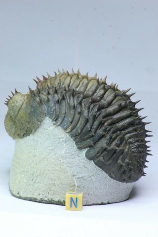 R335 - Finest Prepared Spiny 3.  93  Drotops armatus Middle Devonian Trilobite 5