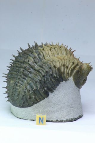 R335 - Finest Prepared Spiny 3.  93  Drotops armatus Middle Devonian Trilobite 6