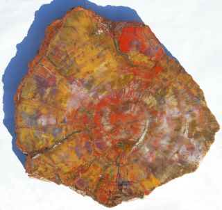 Very Large,  Polished,  Colorful Arizona Petrified Wood Round