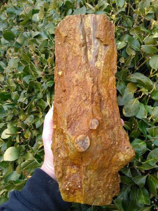 Long All Opalized Opal Petrified Wood Round Limb Mcdermitt Nevada Rings 6.  2lbs