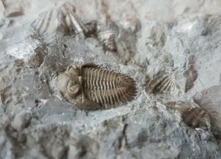 Trilobite Fossil Greenops Widderensis Devonian,  Ontario Canada