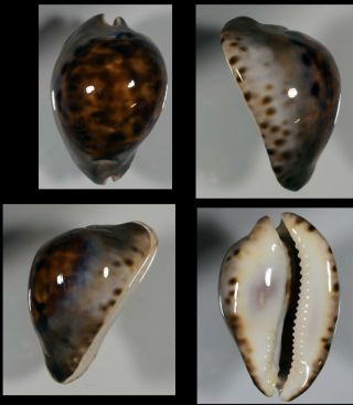Cypraea Venusta Roseopunctata Dark - 1$ Top Seastells
